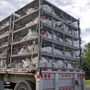 Nettoyant désinfectant camion agro / Désinfectant camion frigorifique